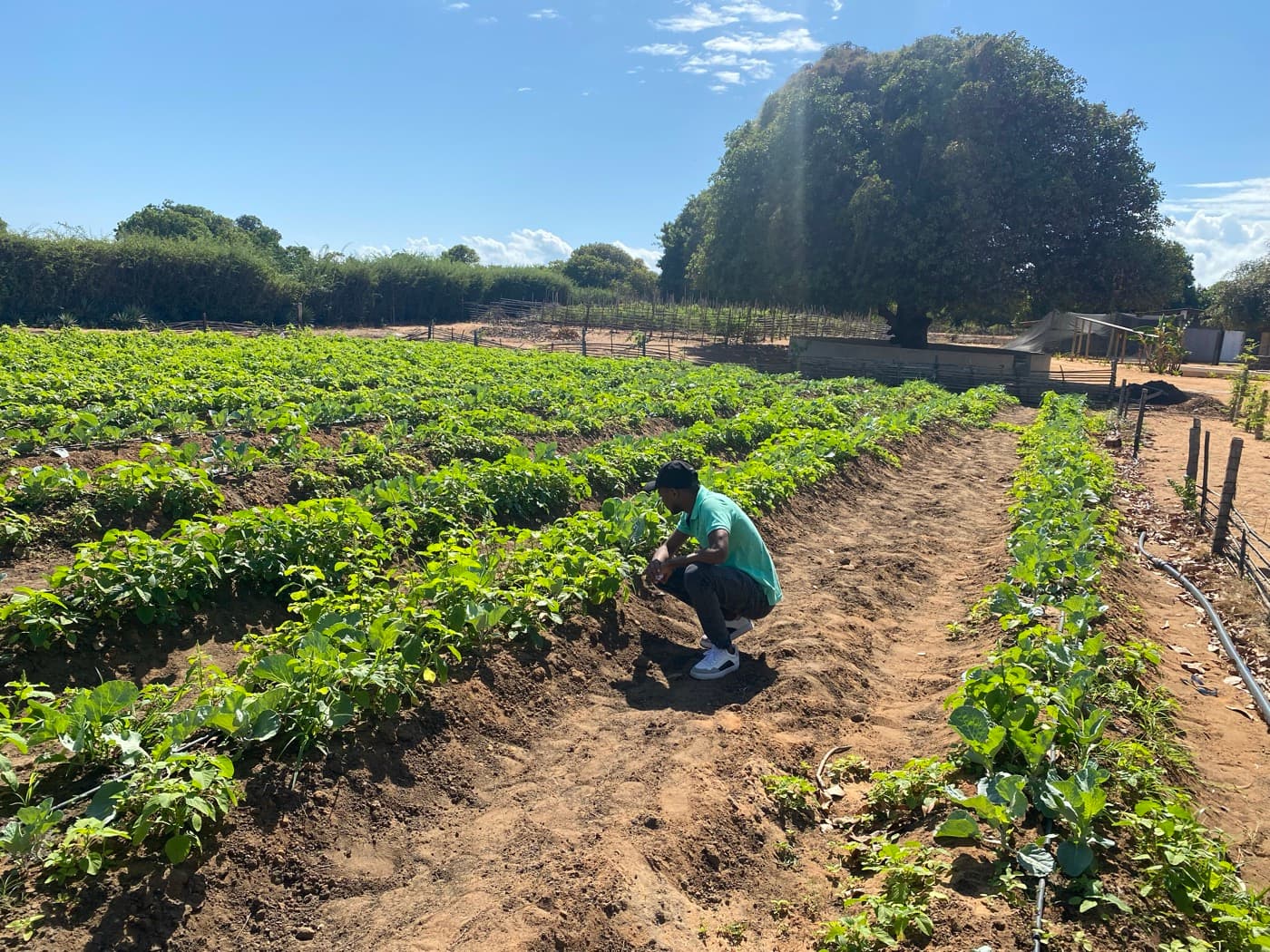 AGROVIM produção no campo